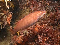 Pyskoun útesový, Ctenolabrus rupestris, Goldsinny-wrasse - http://www.guiamarina.com/balticsea/03%20Animals/12%20Fishes/Ctenolabrus%20rupestris.jpg