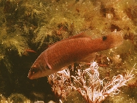 Pyskoun útesový, Ctenolabrus rupestris, Goldsinny-wrasse - http://www.fishbase.org/images/species/Ctrup_u0.jpg