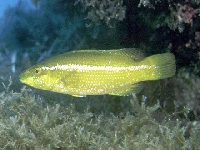 Pyskoun zelený, Labrus viridis, Green Wrasse - http://www.fishbase.org/images/species/Lavir_u1.jpg