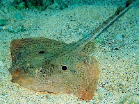 Rejnok čtyřoký, Raja miraletus, Brown ray - http://fishbase.com/images/species/Ramir_u1.jpg