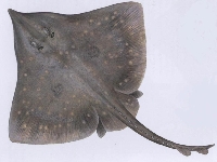 Rejnok hladký, Raja batis, Common Skate - http://www.pintasei.com/kalastus/tunnistus/rauskut/silorausku.jpg