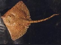 Rejnok středomořský, Raja asterias, Starry ray - http://sci.ege.edu.tr/~sukatar/Rajidae_dosyalar/image019.jpg