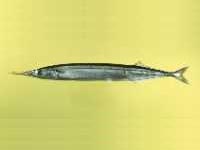 Rohoretka, Scombresox saurus, Atlantic saury - http://www.fishbase.org/images/species/Scsau_u0.jpg