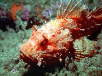 Ropušnice obecná, Scorpaena scrofa, Largescaled scorpionfish     - http://www.angermayr.net/photos/manos01/pic/m005.jpg