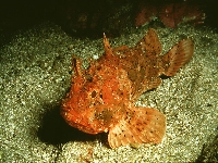 Ropušnice skvrnitá, Scorpaena porcus, Black scorpionfish     - http://fishbase.org/images/species/Scpor_u0.jpg