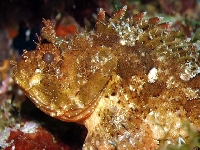 Ropušnice skvrnitá, Scorpaena porcus, Black scorpionfish     - http://fishbase.org/images/species/Scpor_u4.jpg