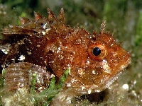 Ropušnice skvrnitá, Scorpaena porcus, Black scorpionfish     - http://fishbase.org/images/species/Scpor_u5.jpg