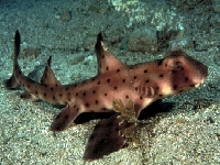 Různozubec Francisův, Heterodontus francisci, Horn shark  - http://i71.photobucket.com/albums/i147/GhillieGuy/lahorn.jpg