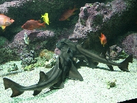 Různozubec portjacksonský, Heterodontus portusjacksoni, Port Jackson shark - http://upload.wikimedia.org/wikipedia/commons/thumb/3/37/Heterodontus_portusjacksoni_francisci_060417w.jpg/800px-Heterodontus_portusjacksoni_francisci_060417w.jpg