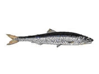 Sardel obecná, Engraulis encrasicolus, European anchovy - http://www.pesca.ismea.it/Documenti/SP/images/001.gif