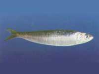 Sardinka obecná, Sardina pilchardus, European pilchard - http://www.pfri.hr/fish/f067.JPG