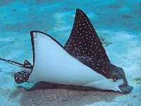 Siba skvrnitá, Aetobatus narinari, Spotted eagle ray - http://www.busanaquarium.com/m01/fish/eagle7.JPG