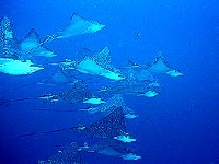 Siba skvrnitá, Aetobatus narinari, Spotted eagle ray - http://www1.plala.or.jp/maui/fishing/ray1a.jpg