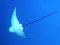 Siba skvrnitá, Aetobatus narinari, Spotted eagle ray - http://www.aquamuseum.net/aqua/ei/ph_tobiei2.jpg