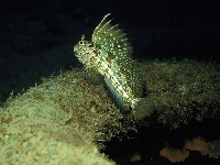 Slizoun okatý , Blemmius ocellaris, Butterfly blenny - http://fishbase.org/images/species/Bloce_u1.jpg