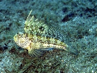 Slizoun okatý , Blemmius ocellaris, Butterfly blenny - http://fishbase.org/images/species/Bloce_u5.jpg