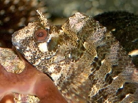 Slizoun pruhovaný, Parablennius gattorugine, Tompot Blenny - http://www.malawicichlidhomepage.com/aquainfo/060802parablennius01.jpg