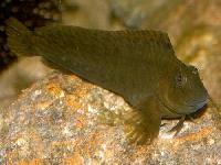 Slizoun skvrnitý, Lipophrys pholis, Shanny  - http://www.malawicichlidhomepage.com/aquainfo/180802lipophrys001.jpg