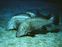 Smuha bradavičnatá , Umbrina cirrosa, Shi drum - http://www.fishbase.org/images/species/Umcir_u0.jpg