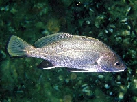 Smuha tmavá , Sciaena umbra, Brown meagre - http://www.fishbase.org/images/species/Scumb_u2.jpg