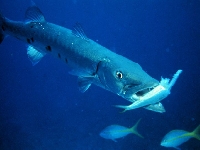 Soltýn barakuda, Sphyraena barracuda, Great barracuda  - http://upload.wikimedia.org/wikipedia/commons/c/c3/Barracuda_with_prey.jpg