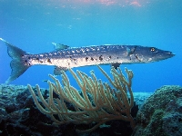Soltýn barakuda, Sphyraena barracuda, Great barracuda  - http://upload.wikimedia.org/wikipedia/commons/e/eb/Barracuda_laban.jpg