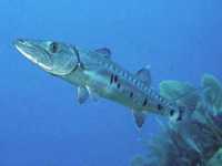 Soltýn obecný, Sphyraena sphyraena, European barracuda  - http://www.sportextreme.com/Diving/Images/Dive_Images_Type2/Sphyraena_barracuda.jpg