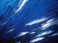 Soltýn obecný, Sphyraena sphyraena, European barracuda  - http://www.sergeyphoto.com/underwater/schools/blackfinbarracuda5.jpg