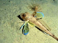 Štítník červený, Trigla lucerna, Tub gurnard - http://www.fishbase.org/images/species/Chluc_u2.jpg