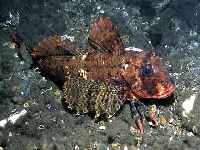 Štítník kukaččí, Aspitrigla cuculus, East Atlantic red gurnard  - http://www.fishbase.org/images/species/Ascuc_u0.jpg