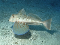 Štítník pruhovaný, Trigloporus lastoviza, Streaked gurnard - http://www.angermayr.net/photos/manos01/pic/m002.jpg