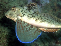 Štítník pruhovaný, Trigloporus lastoviza, Streaked gurnard - http://www.fishbase.org/images/species/Chlas_u1.jpg