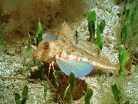 Štítník pruhovaný, Trigloporus lastoviza, Streaked gurnard - http://www.fishbase.org/images/species/Chlas_u0.jpg