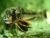 Štítník šedý, Eutrigla gurnardus, Grey gurnard     - http://www.fishbase.org/images/species/Chgur_u1.jpg