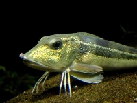 Štítník šedý, Eutrigla gurnardus, Grey gurnard     - http://www.7days.dk/images/Fish/Fishes/graaknurhane/graaknurhane-www.biopix.dk.jpg