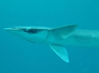 Štítovec lodní, Remora remora, Common remora - http://fishbase.org/images/species/Rerem_u4.jpg