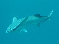 Štítovec lodní, Remora remora, Common remora - http://fishbase.org/images/species/Rerem_u5.jpg