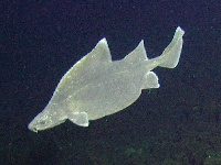 Světloun australský, Oxynotus bruniensis, Prickly dogfish - http://upload.wikimedia.org/wikipedia/commons/3/38/Oxynotus_bruniensis.jpg