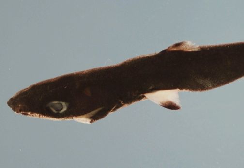 Světloun drobný, Squaliolus laticaudus, Spined pygmy shark - http://upload.wikimedia.org/wikipedia/commons/d/dc/Spined_pygmy_shark_nmfs.jpg