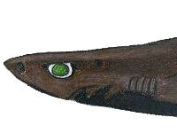 Světloun svítivý, Etmopterus lucifer, Blackbelly lanternshark - http://upload.wikimedia.org/wikipedia/commons/9/97/Etmopterus_lucif.JPG