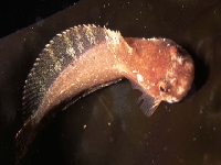 Terčovka velká, Liparis liparis, Striped seasnail  - http://fishbase.org/images/species/Lilip_u0.jpg