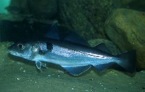 Treska jednoskvrnná, Melanogrammus aeglefinus, Haddock - http://www.fishbase.org/images/thumbnails/jpg/tn_Meaeg_u3.jpg