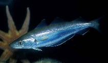 Treska merlan , Merlangius merlangus, Whiting - http://www.fishbase.org/images/thumbnails/jpg/tn_Memer_u6.jpg