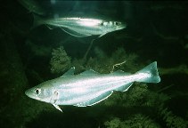 Treska merlan , Merlangius merlangus, Whiting - http://www.fishbase.org/images/thumbnails/jpg/tn_Memer_u0.jpg