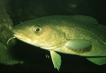 Treska obecná, Gadus morhua, Atlantic cod  - http://www.fishbase.org/images/thumbnails/jpg/tn_Gamor_u3.jpg