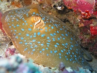 Trnucha modroskvrnná, Taeniura lymma, Bluespotted ribbontail ray