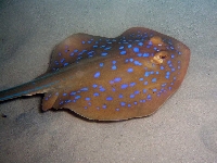 Trnucha modroskvrnná, Taeniura lymma, Bluespotted ribbontail ray