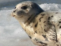 Tuleň grónský, Pagophilus groenlandicus, Harp Seal - http://www.dinosoria.com/mammifere/phoque-groenland-3.jpg