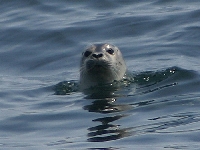 Tuleň obecný, Phoca vitulina, Common seal - http://static.flickr.com/5/4907487_05cb54ba8b_o.jpg