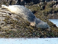 Tuleň obecný, Phoca vitulina, Common seal - http://farm4.static.flickr.com/3258/2644813572_dea9867681.jpg?v=0